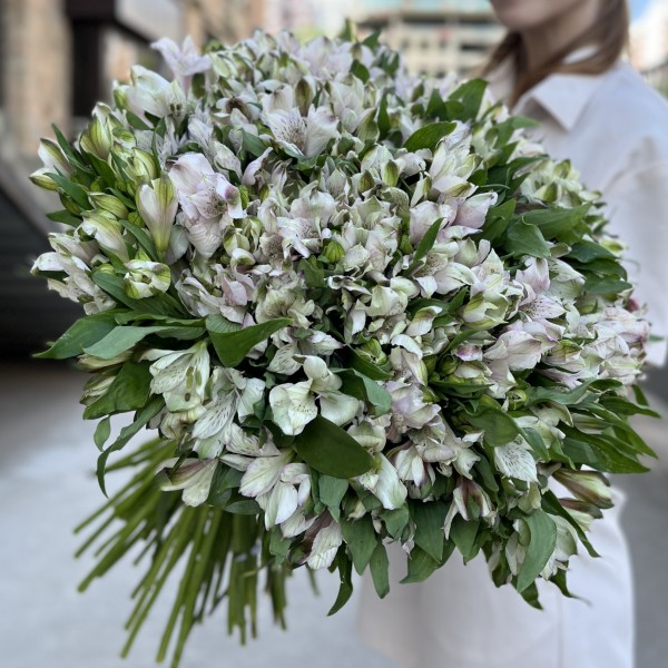 101 бело-фиолетовая альстромерия